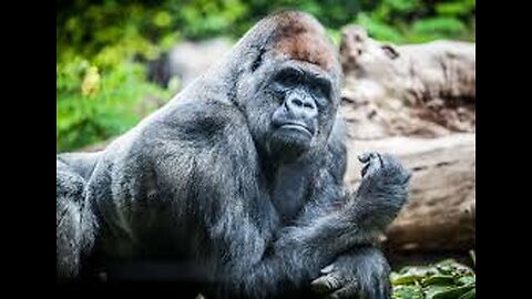 A Gorilla's MASSIVE Strength vs Humans !