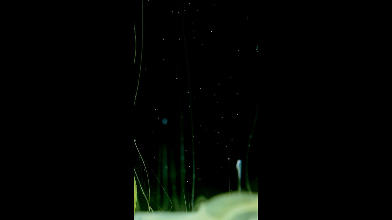 Don Sound - Hearbeats