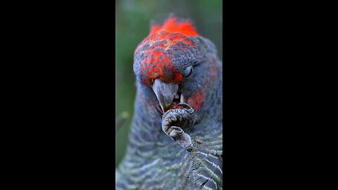 beautiful parrot