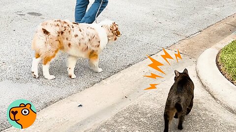 Stray Cat Keeps Joining This Dog On Daily Walks | Cuddle Buddies