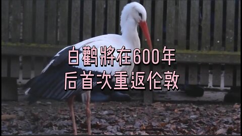 白鹳将在600年后首次重返伦敦