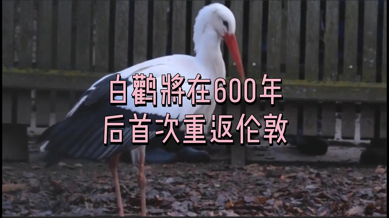 白鹳将在600年后首次重返伦敦