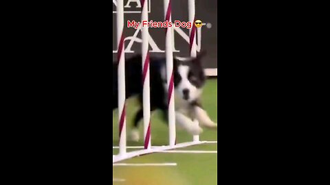 my friends dog vs my 🐶