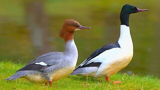 Goosander Duck Couple Just Hanging Around. Common Mergansers