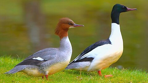 Goosander Duck Couple Just Hanging Around. Common Mergansers
