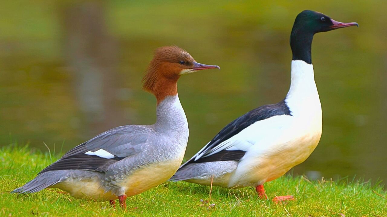 Goosander Duck Couple Just Hanging Around. Common Mergansers