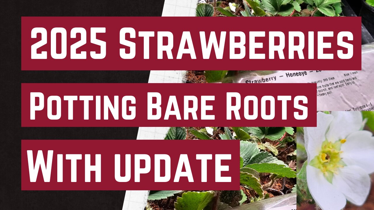 Potting Root Strawberries