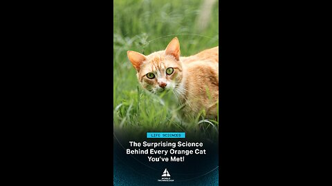 The Secret of Ginger Cats – Here’s What Scientists Discovered