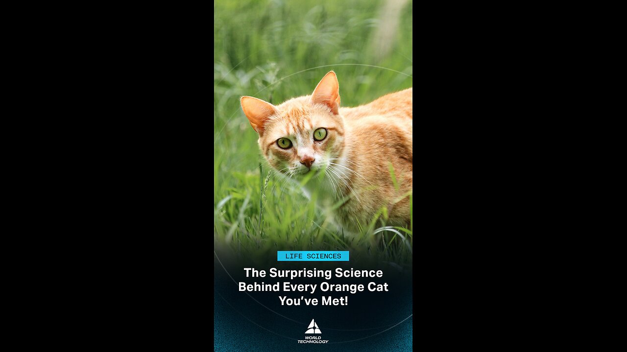 The Secret of Ginger Cats – Here’s What Scientists Discovered