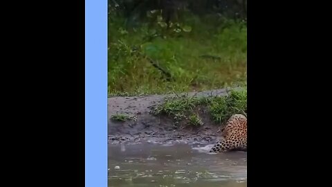 I caught it, But this is my tail, isn't it?🐅😂