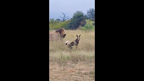 animal attack video 😲