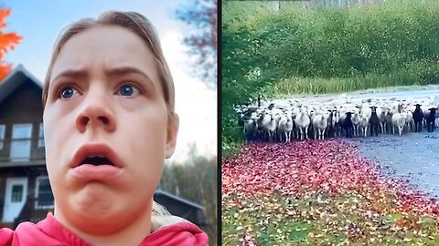 Sheep Are Fighting Back