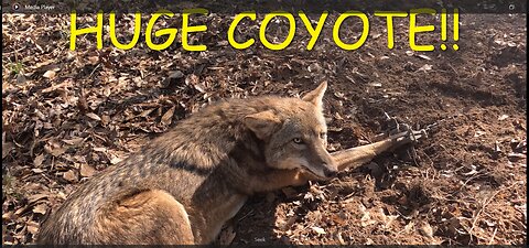 Huge Coyote! Coyote Trapping