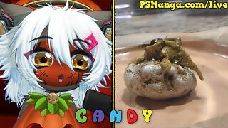 Alien Slime Panama's Viral Venom Meteorite!