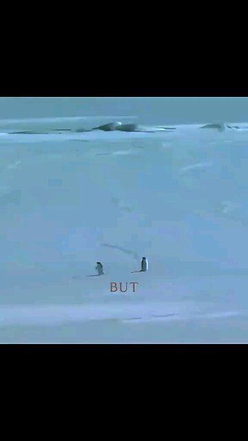 Penguins