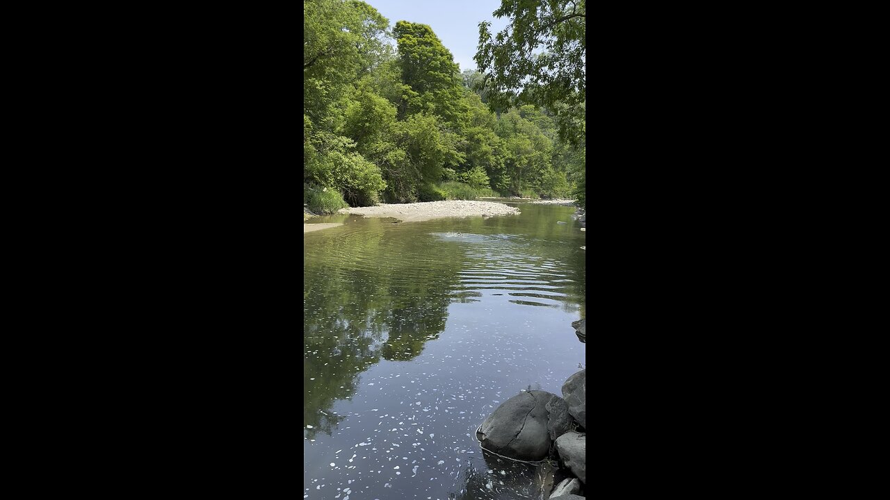 Mallard Ducks fighting