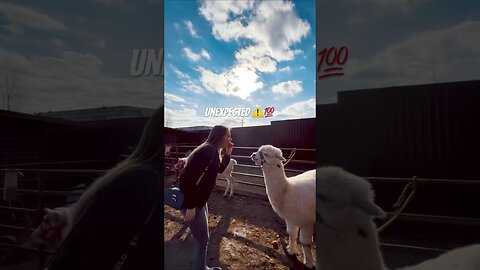 funny animals compilation #funnyanimals #animals #pets #shorts