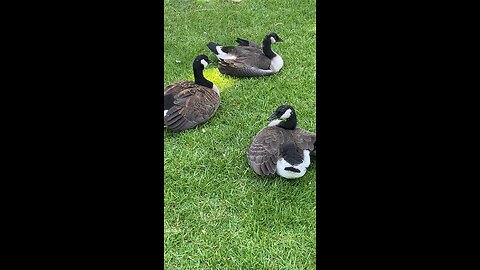 Canada Goose 🪿 #canadagoose #shorts #followme #trending #goose #viral