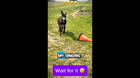 funny animals 😂