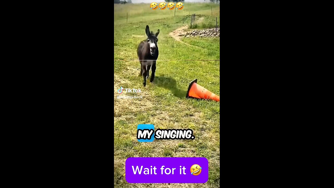 funny animals 😂