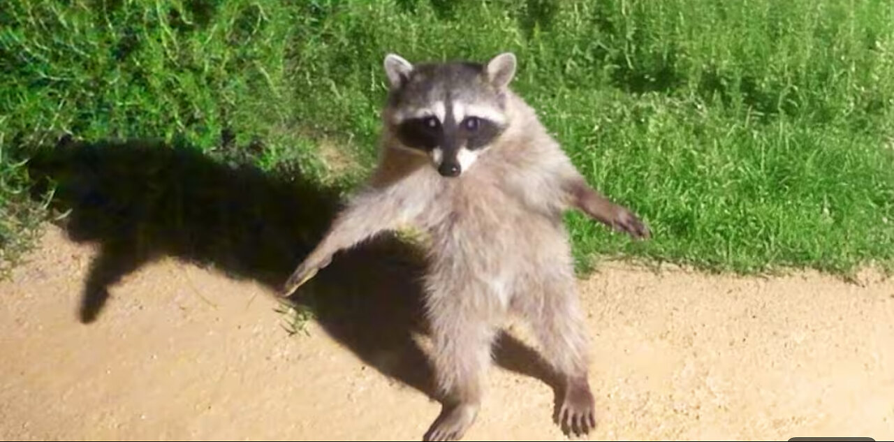 Funniest Animal Videos Ever (part 1)