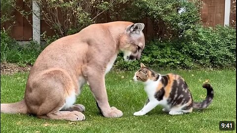 Cats Caught Being Friendly With Dangerous Animals 🤣 Funny Animals Life