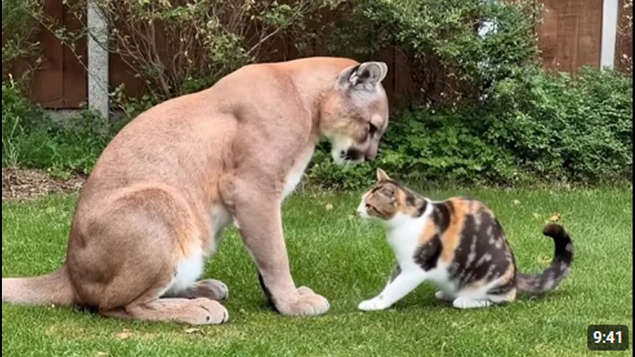 Cats Caught Being Friendly With Dangerous Animals 🤣 Funny Animals Life