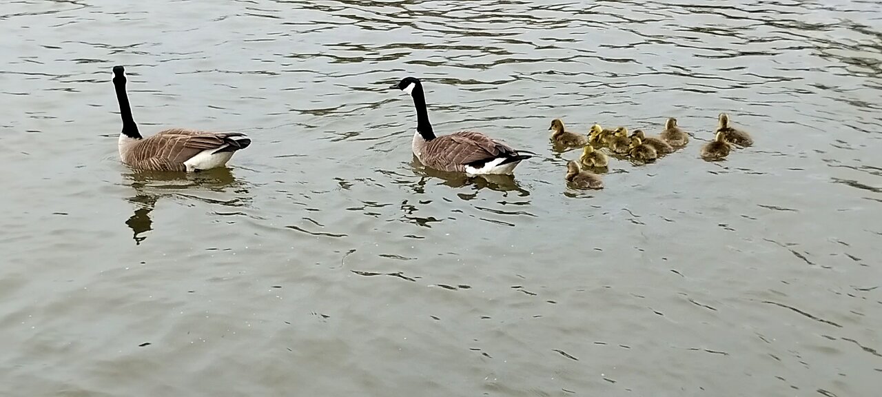 10 Gosling's