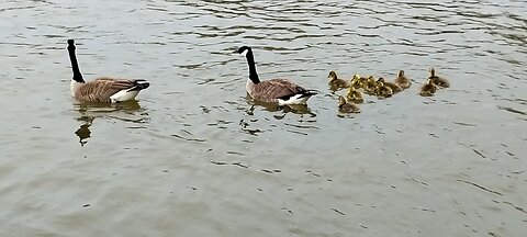10 Gosling's