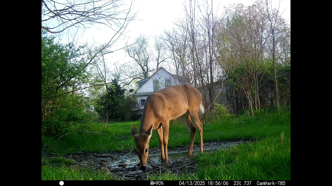 Deer Cam 04-13-2025