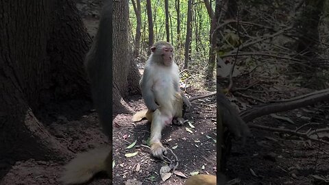 Funny monkey #72