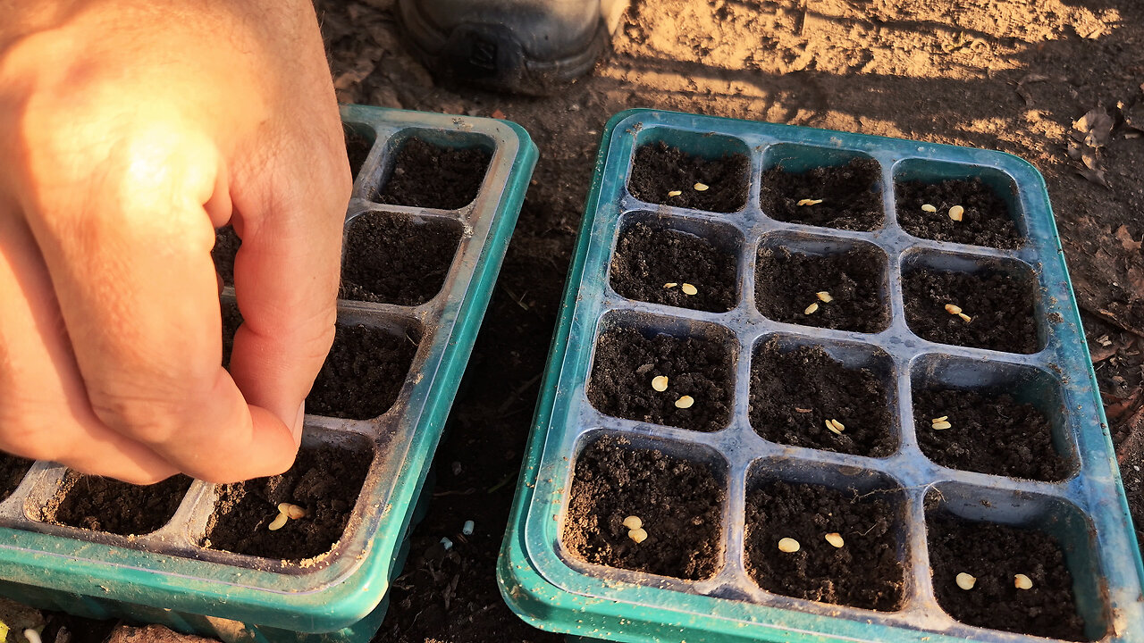 Sowing sweet peppers and a quick look at the garden