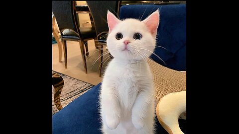 Funny cats all around
