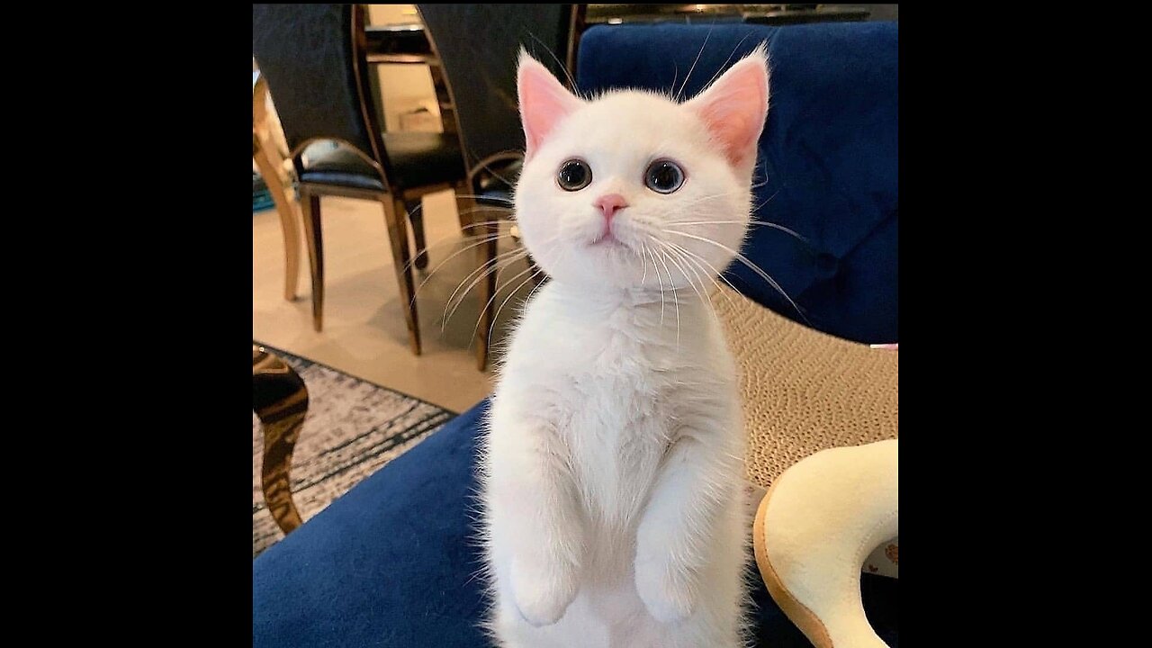 Funny cats all around