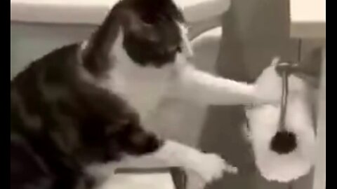 FUNNY CATS AND DOGS 😂