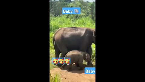 elephant baby #americe #instagram #india #odishalabakuasajanma #animals #bikelife #fast #srilanka