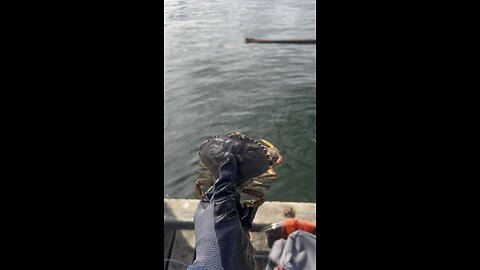 Returning this female Dungeness Crab