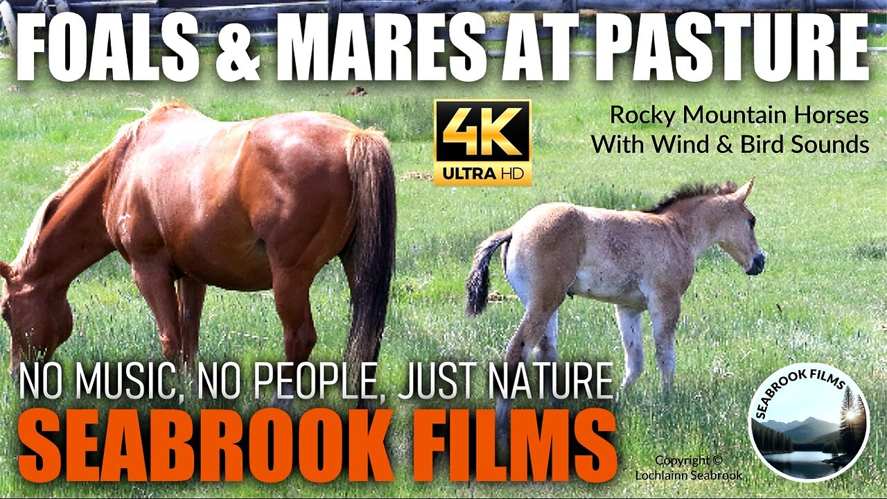 Foals and Mares at Pasture: Rocky Mountain Horses, With Wind and Bird Sounds