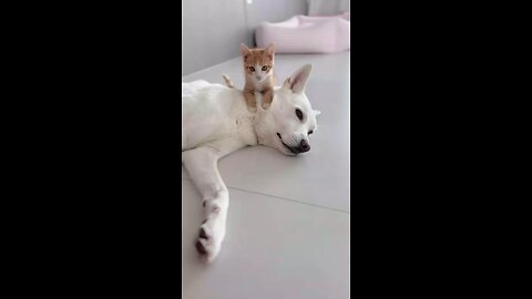 cat and dog