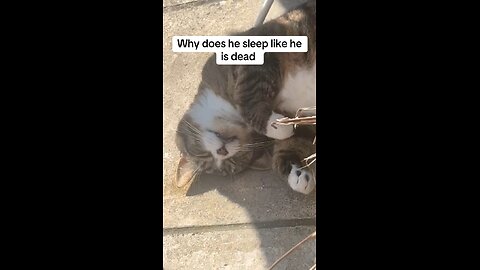 Cat sleeping
