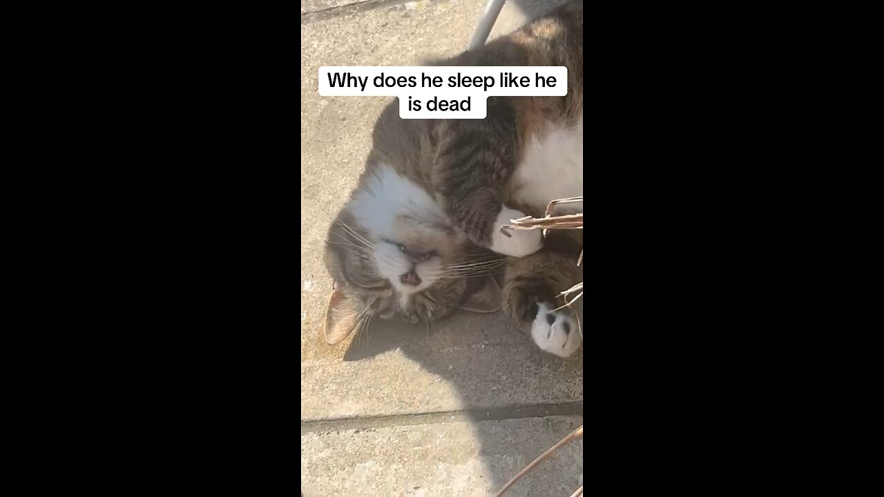Cat sleeping