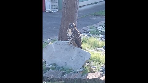this hawk on a rock