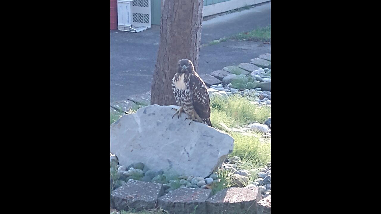 this hawk on a rock