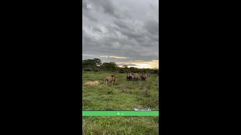 the lion is not the king of the jungle after watching this video