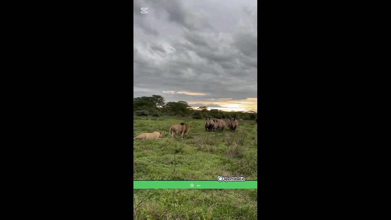 the lion is not the king of the jungle after watching this video