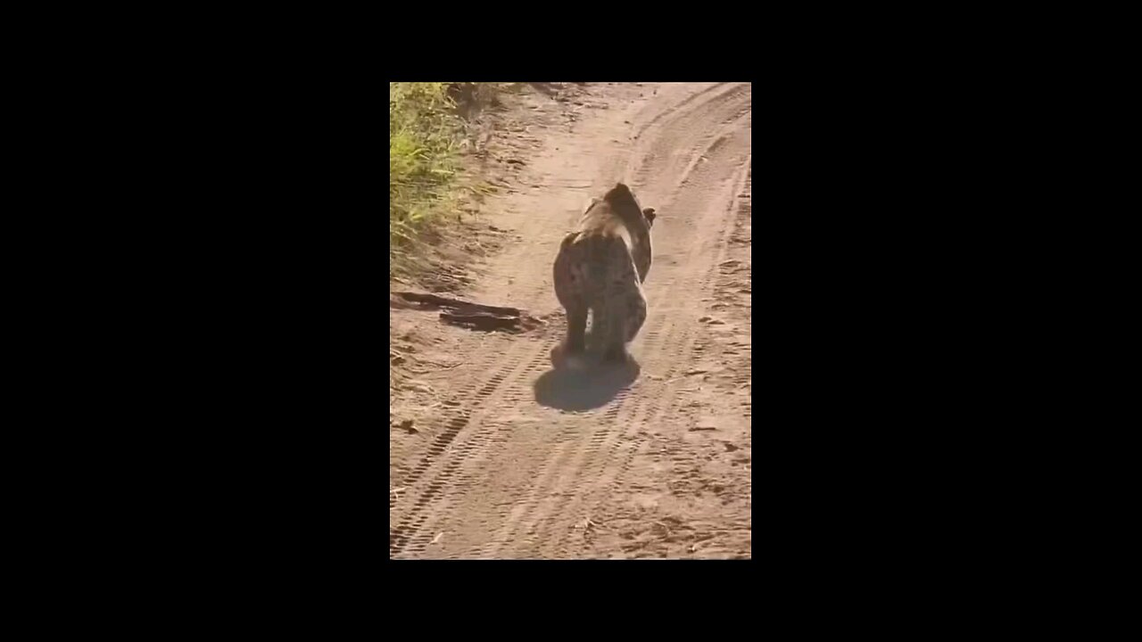 bjbunkni