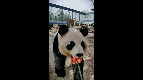 "Cuteness Overload Compilation 💕🐾"