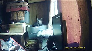 Emma's Animals 59 - The Love Cat