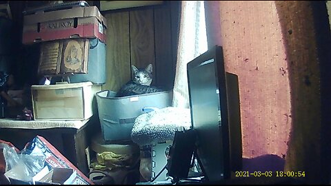 Emma's Animals 59 - The Love Cat