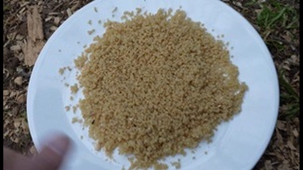 Chicks get to try cooked quinoa.